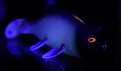 Quantum Freak Of Nature Swimbait Tench 23cm, 270g -Angelausrüstung 22 3272005r 4