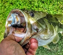 Nikko Zaza Hellgrammite 7,6cm (4stk.) -Angelausrüstung NIKKO541r 4