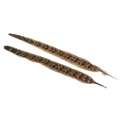 Fasanhuhn - Mittlere Schwanzfeder